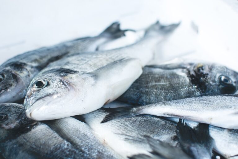 Fishmonger and Seafood Waste Management: Hygienic, Odour-Free Collection