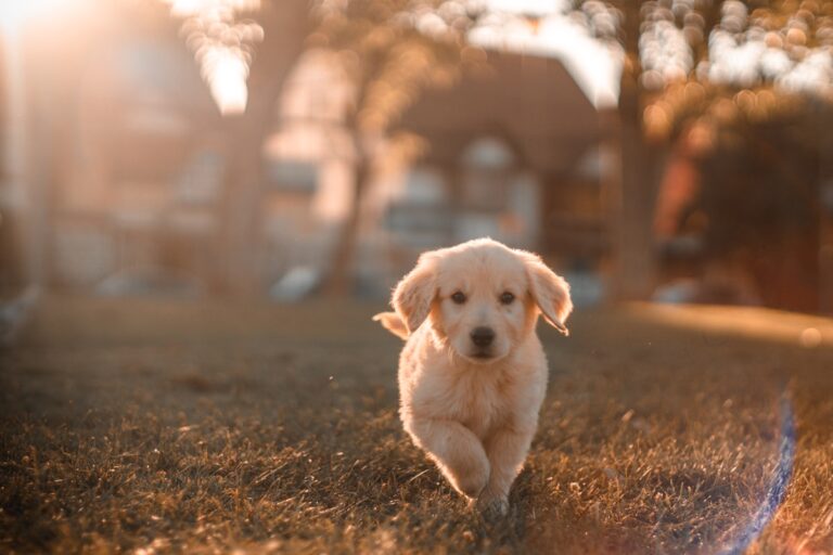 Veterinary Practice Waste Management: Clinical Compliance for Animal Care
